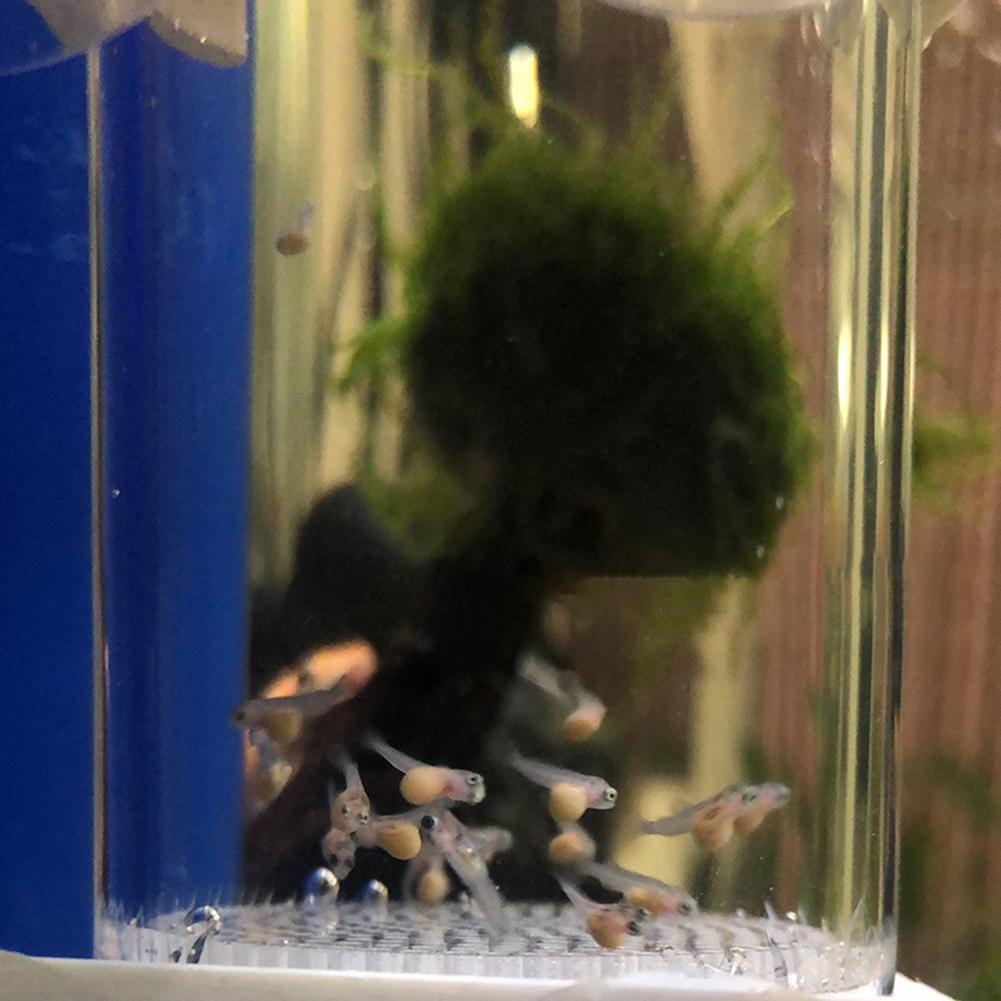 40mm Incubator Fish Hatchery E - Lab Incubator ulasan dan harga